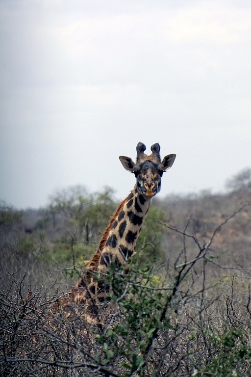 Kenia (24).jpg